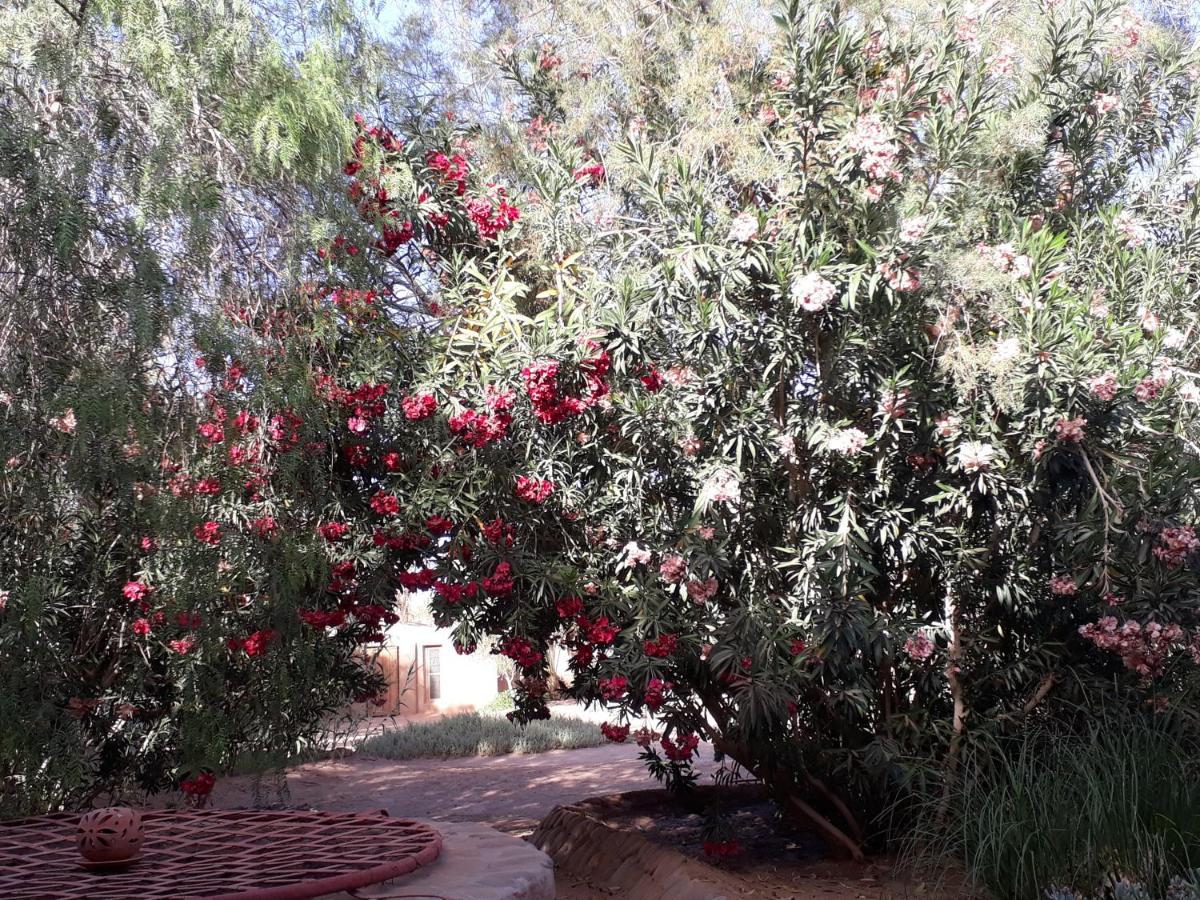Dar Paru Bed & Breakfast M'Hamid Dış mekan fotoğraf