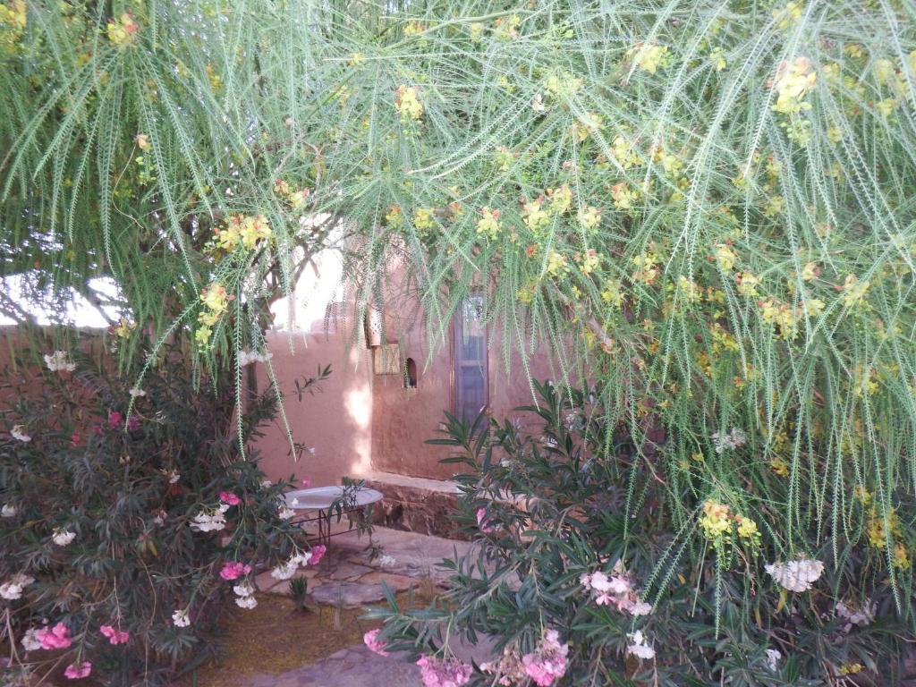 Dar Paru Bed & Breakfast M'Hamid Oda fotoğraf