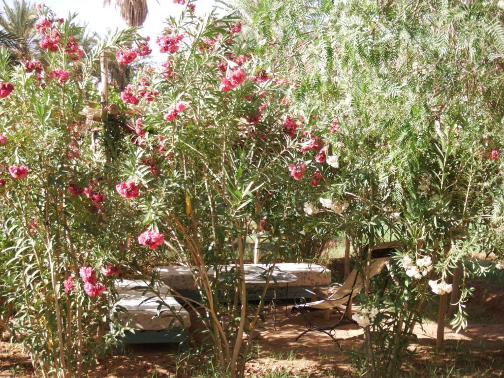Dar Paru Bed & Breakfast M'Hamid Dış mekan fotoğraf